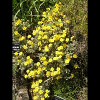 Helianthenum Caput-Felis (fam. Cistacees)(rg mediterraneenne) (01)